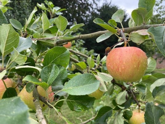 Apple Open Day